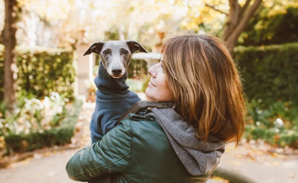 Galgo Italiano no colo de mulher