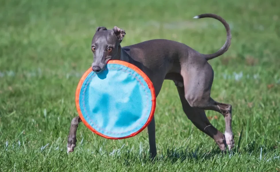 Galgo Italiano com brinquedo na boca