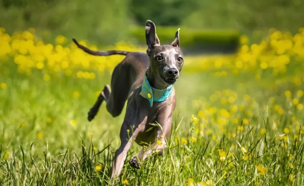 Galgo Italiano correndo