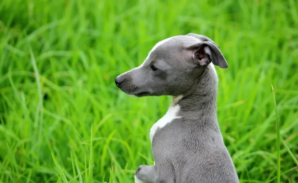 Galgo Italiano ao ar livre