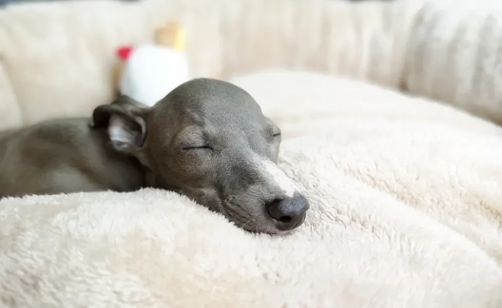 Galgo Italiano dormindo em cama