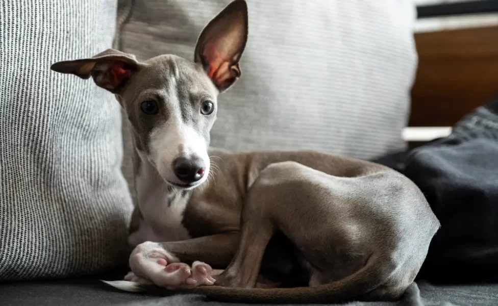 Galgo Italiano deitado encolhido