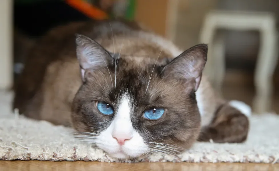 gato snowshoe deitado com cara de tédio