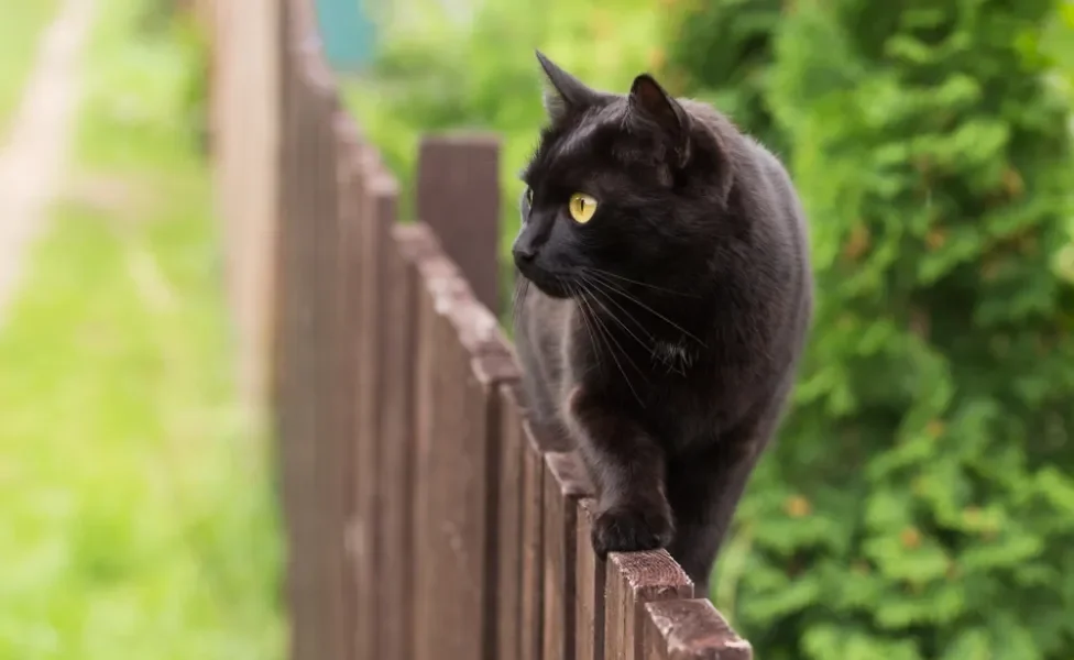 gato bombaim andando em cima de cerca