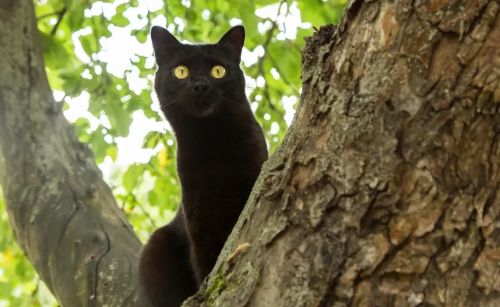 gato bombaim escalando árvore