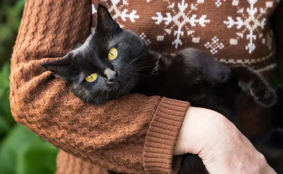 gato bombaim nos colos de uma pessoa