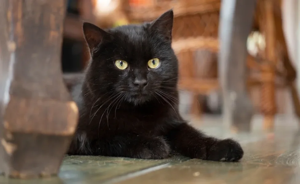 gato bombaim sentado no chão