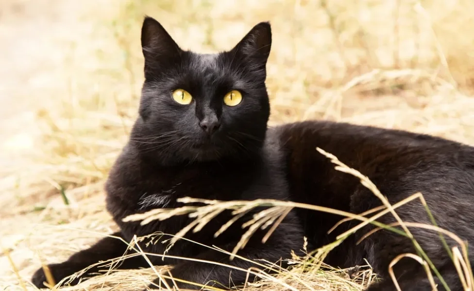 gato bombaim sentado no mato