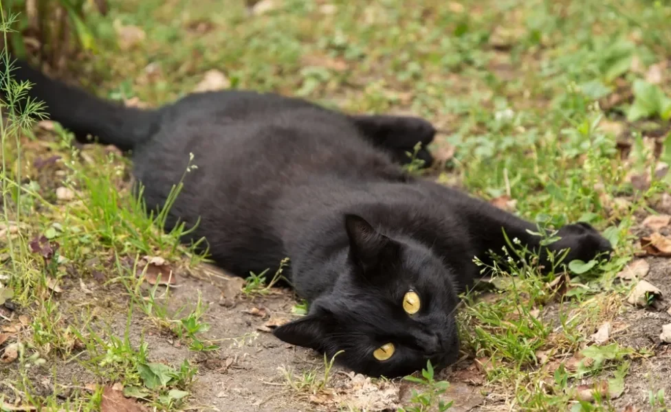 gato bombaim deitado na grama