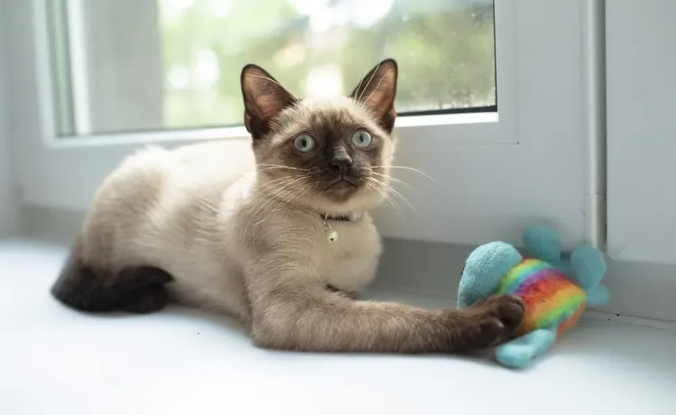 gato siamês perto da janela com brinquedo