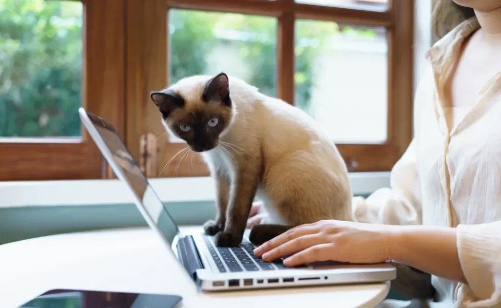 gato siamês sentado em cima de notebook enquanto mulher trabalha