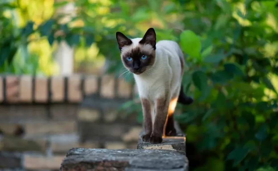 gato siamês andando ao ar livre