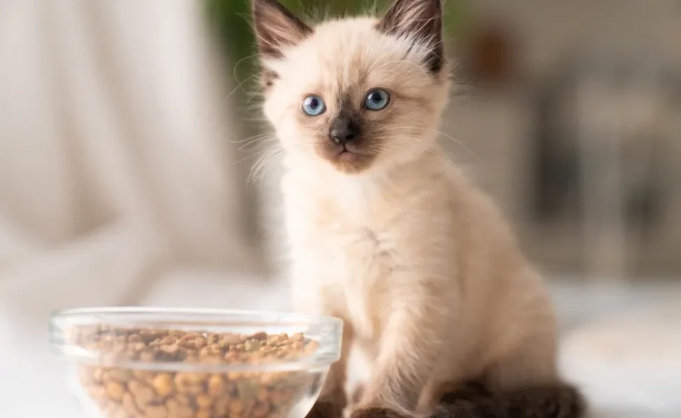 gato siamês filhote com pote de ração