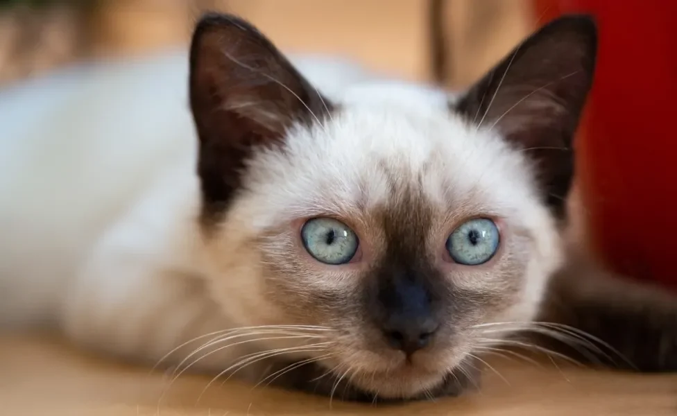 gato siamês com a cabeça encostada no chão