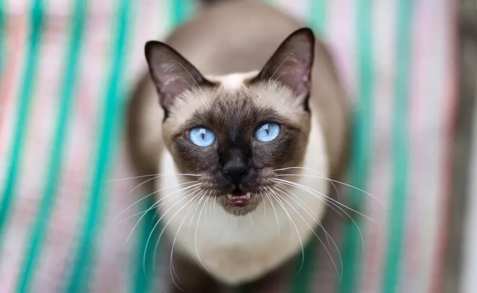 gato siamês com a boca aberta miando