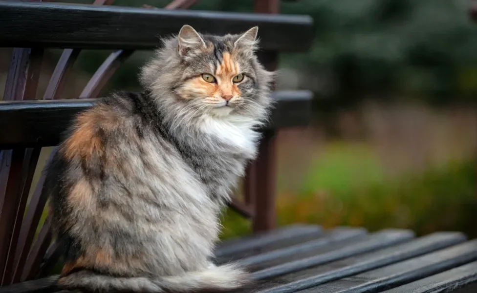 gato siberiano no banco