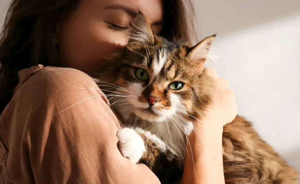 gato siberiano abraçando tutora