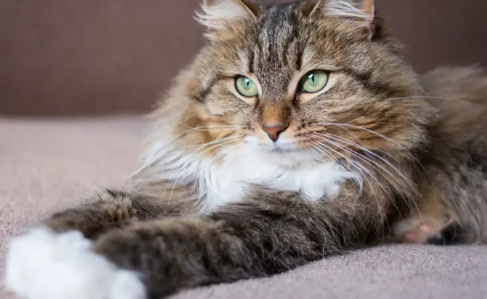 gato siberiano com as patas esticadas