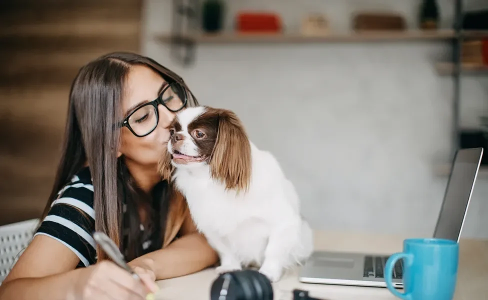 Pequinês beijando tutora