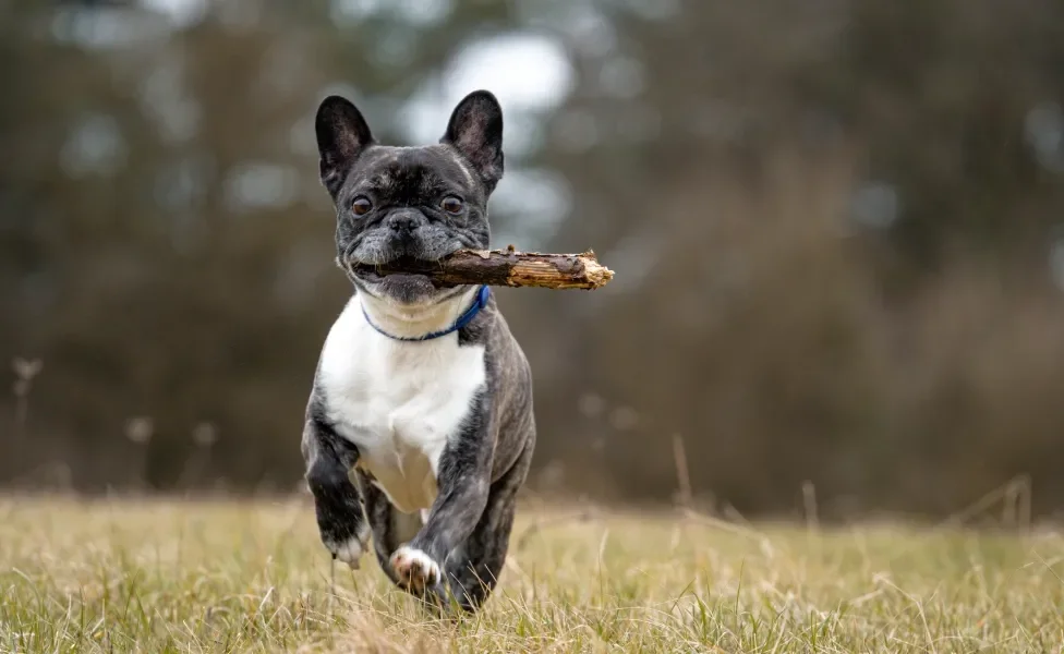 Bulldog Francês correndo ao ar livre com galho na boca