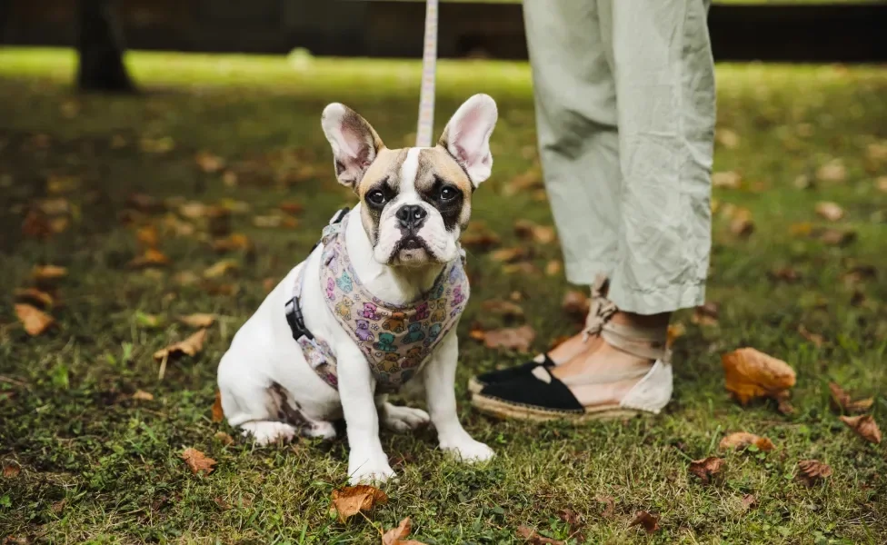 Bulldog Francês com coleira durante passeio