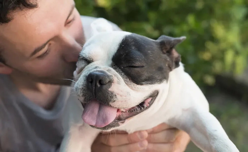 Bulldog Francês sendo beijado por homem