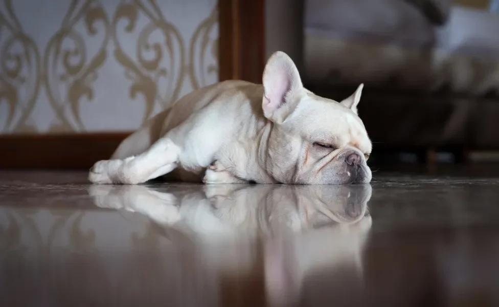 Bulldog Francês dormindo dentro de casa