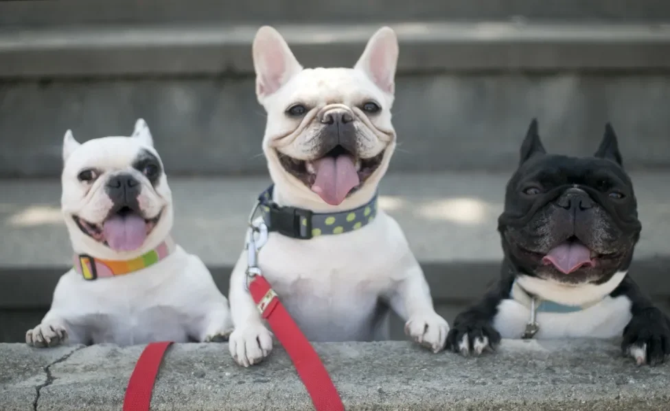 3 cães da raça Bulldog Francês de coleira