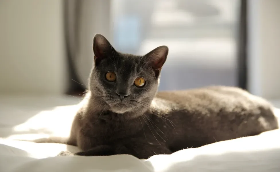 gato chartreux deitado em cima da cama