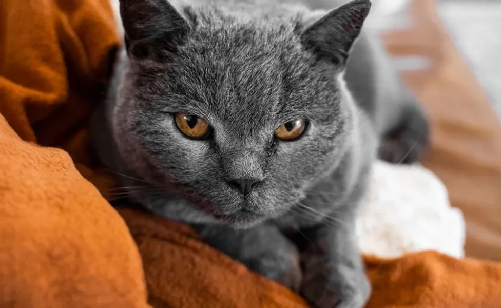 rosto de gato chartreux