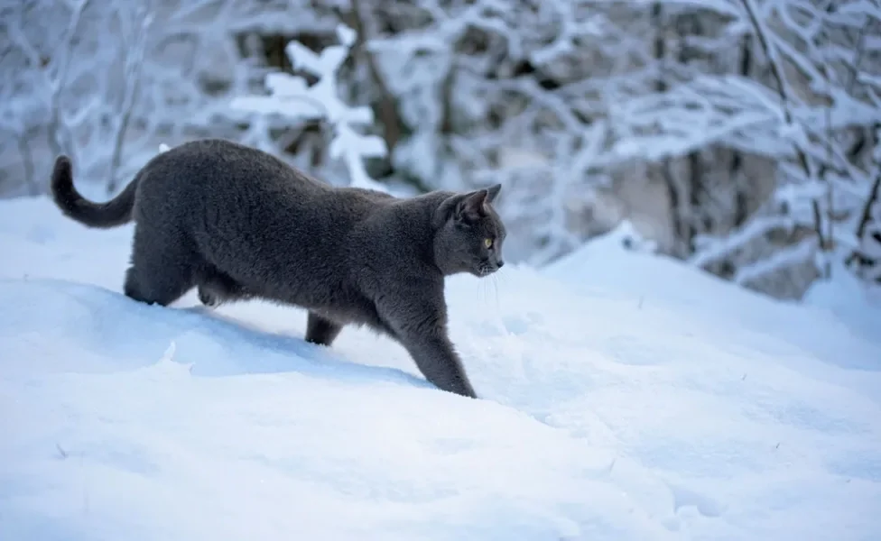 gato chartreux andando na neve