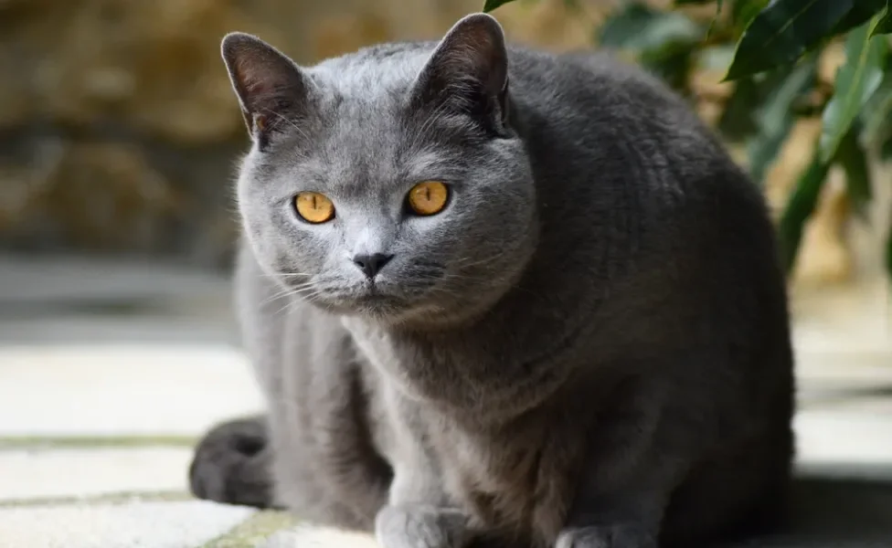 gato chartreux sentado olhando para a foto