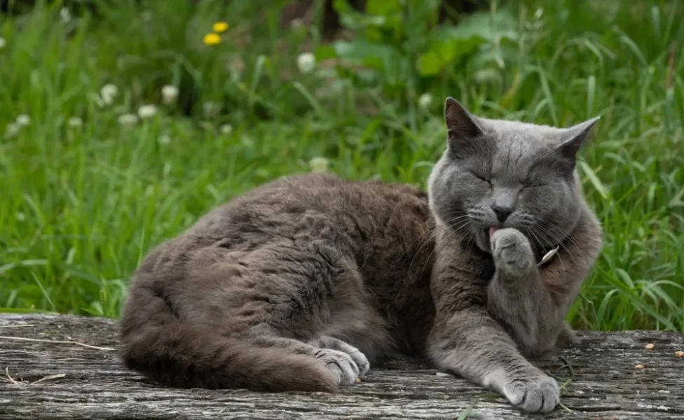 gato chartreux deitado ao ar livre