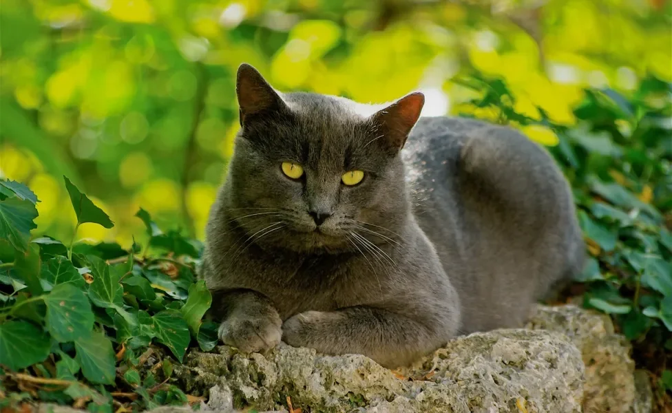 gato chartreux ao ar livre