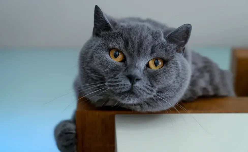 rosto de gato chartreux deitado sob um móvel 