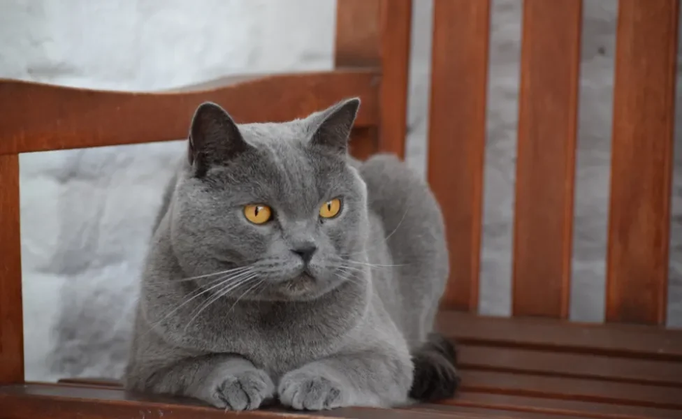 gato chartreux sentado no banco