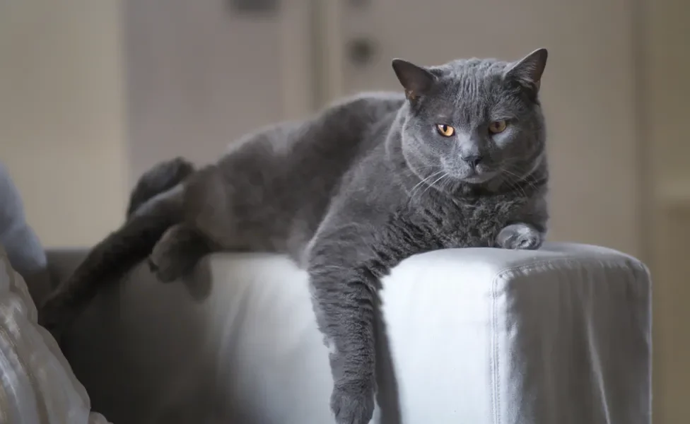 gato chartreux deitado no braço de sofá 