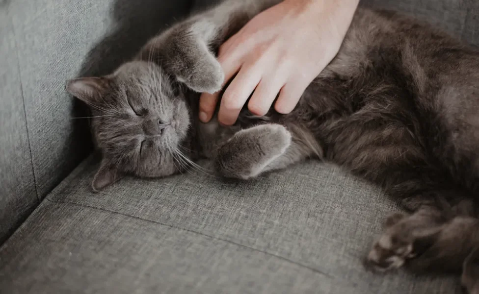 gato chartreux recebendo carinho