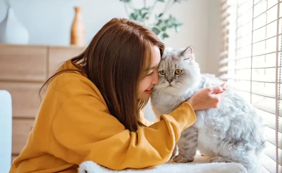 gato Persa sendo acariciado por mulher