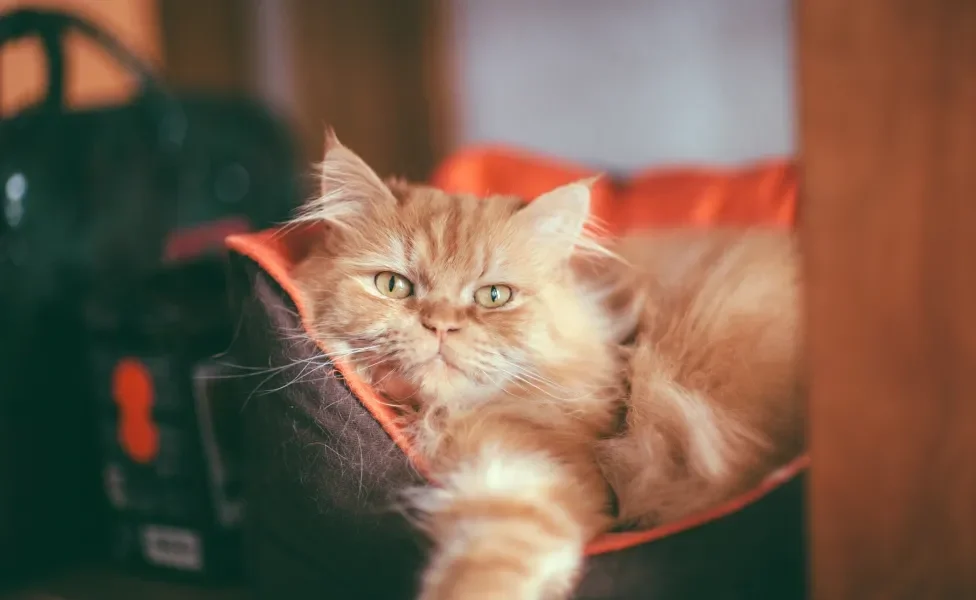 Gato Persa deitado na cama