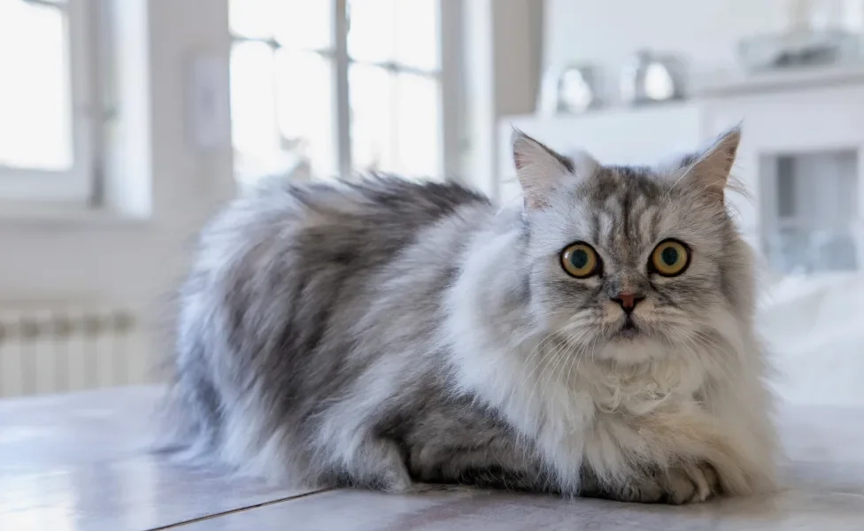 gato Persa deitado em casa