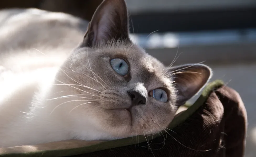 gato siamês deitado