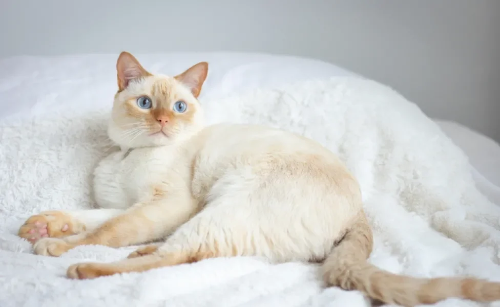 gato siamês red point deitado na cama