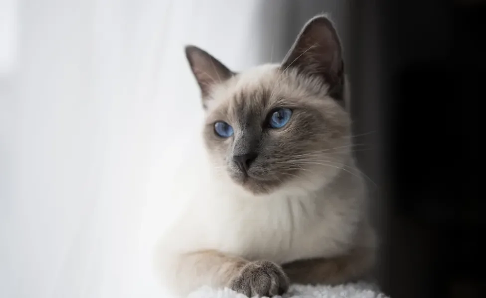 gato siamês perto da janela