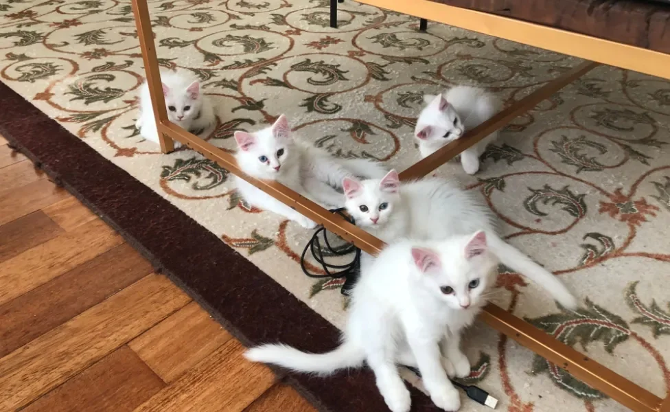 filhotes de gato Angorá em cima de tapete