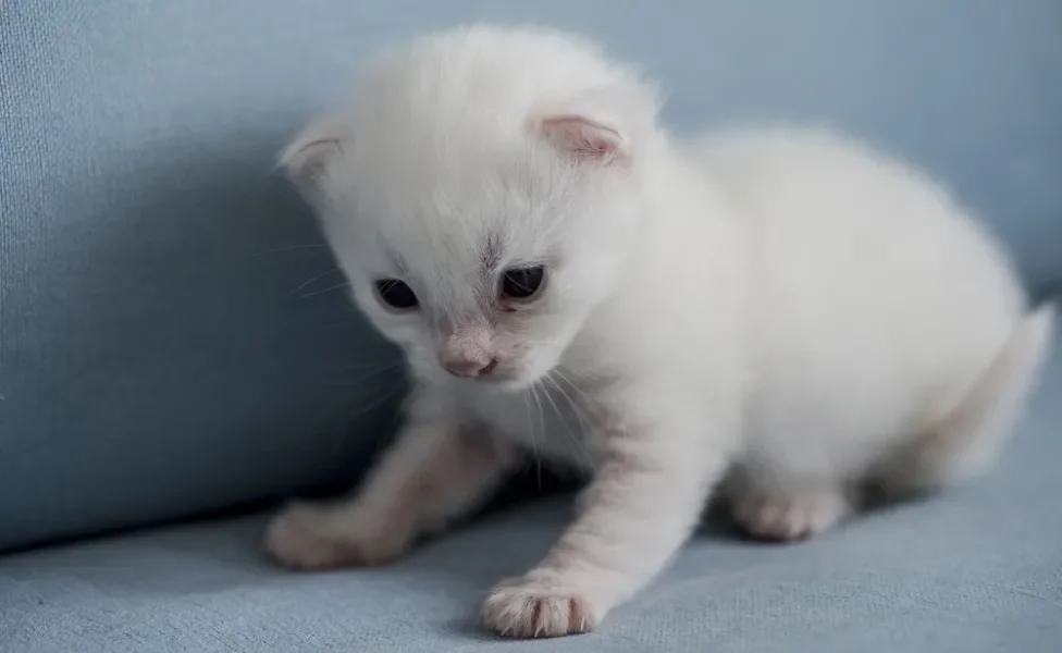 filhote de gato Angorá em estúdio