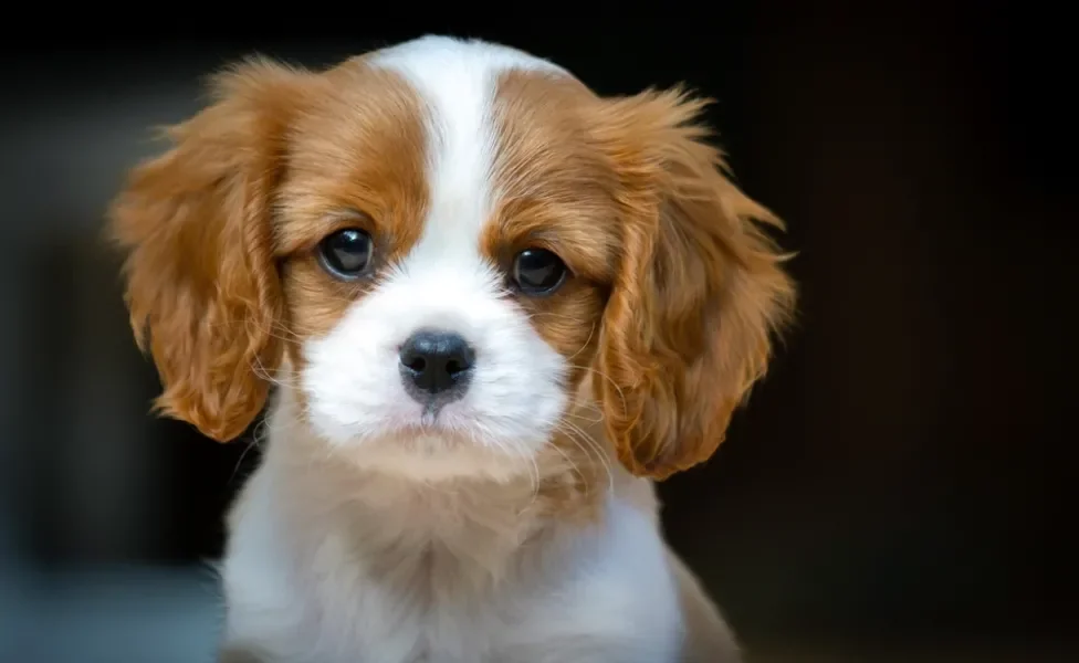 Cavalier King Charles Spaniel rosto