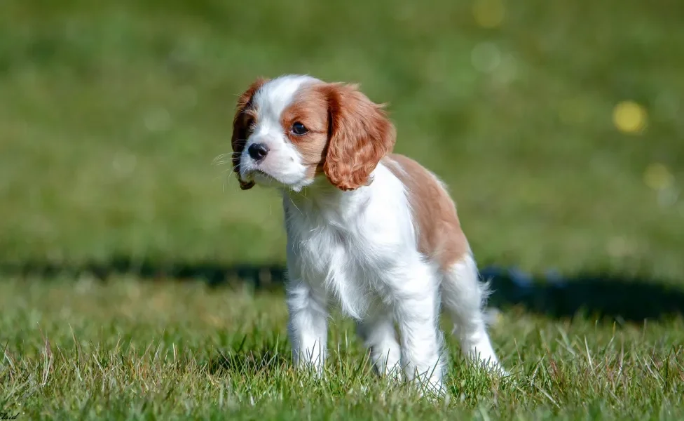 Cavalier King Charles Spaniel em pé ao ar livre