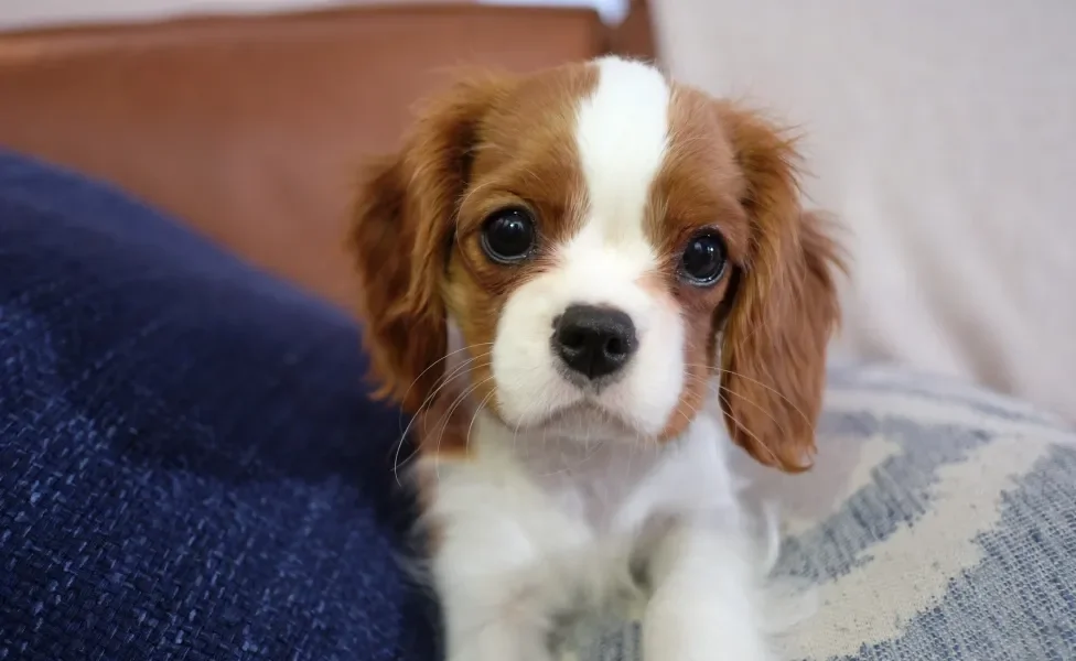 rosto de Cavalier King Charles Spaniel 