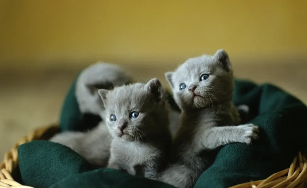 filhotes de Chartreux em cama